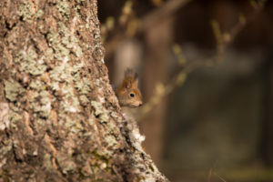 Eurasian Red Squirrel (Sciurus vulgaris) baby peek behind Birch Tree, Springtime, Finland Eurasian Red Squirrel (Sciurus vulgaris) baby peek behind Birch Tree, Springtime, Finland